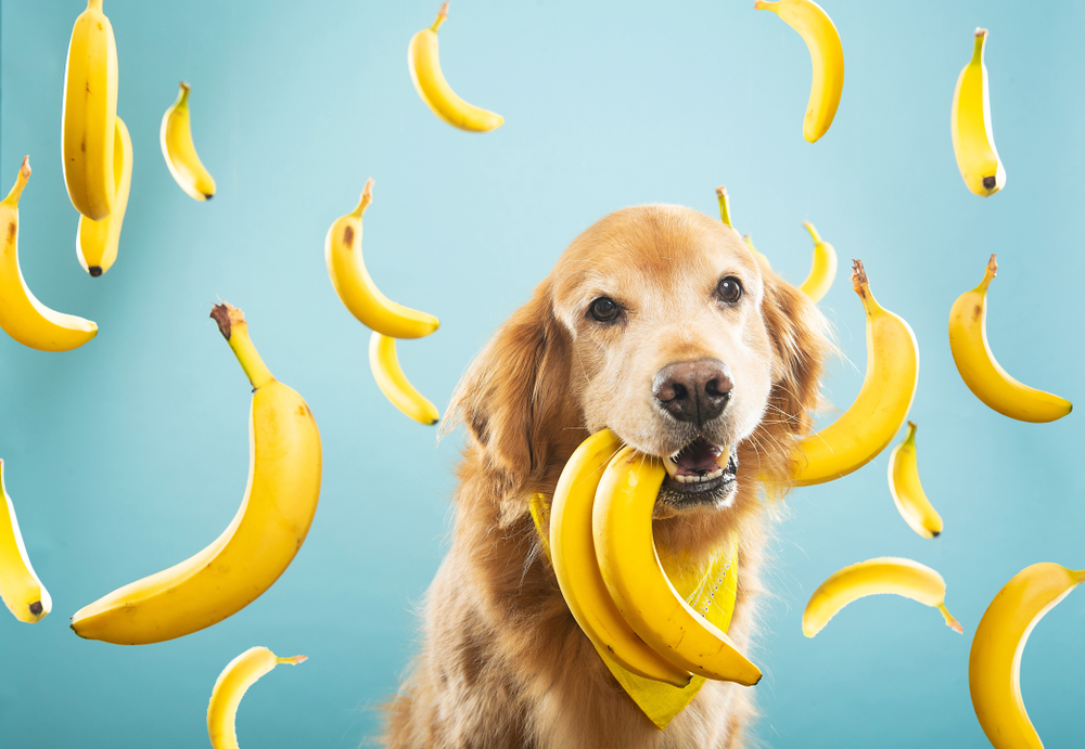 Can my dog have bananas best sale